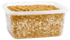 A container of mycelium growing through and binding agricultural substrate